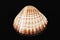 Sea shell of bivalvia isolated on black background
