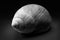 Sea shell in black and white with dark moody light