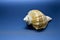 Sea shell on a blue background