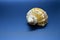 Sea shell on a blue background