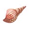 Sea shell in brown color with dots rolled shap