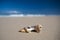 Sea Shell - Cabarita Beach