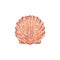 Sea shell with closed flaps, tropical seashell with underwater world and nature.