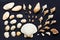 Sea shell collection