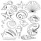 Sea Shell Collection