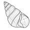 Sea shell.Coloring book antistress for children and adults