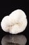 Sea shell of fungia coral isolated on black background
