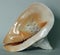 Sea Shell, Horned Helmet,