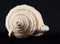 Sea shell isolated in black,Marine sea shell in a studio setting against a dark background. Sea shell from collection. Exotic