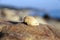 Sea shell laying on the stone near the seashore