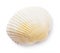 Sea shell of light shades isolated. Top view of a bivalve shell