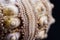 Sea shell macro