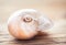 Sea shell macro, close up.Beach decoration still life.