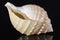 Sea shell of marine snails isolated on black background