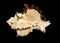 Sea shell murex endivia isolated on black