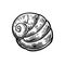 Sea shell nautilus. Black engraving vintage illustration.