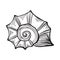 Sea shell nautilus. Black engraving vintage illustration.