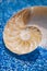 Sea shell nautilus on blue pebble under water droplets
