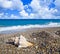 Sea shell on pebble beach