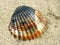 Sea Shell on the Sand