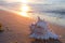 Sea shell on sandy beach