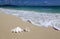 Sea Shell Sandy Beach Wave Hawaii