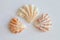 Sea Shell from Sanibel and Captiva Islands