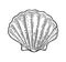 Sea shell Scallop. Color engraving vintage illustration. Isolated on white background.