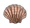 Sea shell Scallop. Color engraving vintage illustration. Isolated on white background.