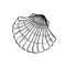 Sea shell scallop. Hand drawn sketch style illustration. Best for summer and beach holidays designs. Vector drawing