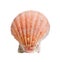 A sea shell or scallop on white