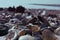 Sea shell with sea and blue sky on background - Image