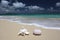 Sea Shell Sea Urchin Sandy Beach Turquoise Ocean
