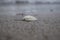 Sea shell on the shoreline with the sea in the background