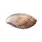 Sea shell side view watercolor illustration. Hand drawn close up realistic scallop. Seashell underwater marine life animal.