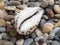 Sea shell, tiger cowrie, laid on a layer of colorful pebbles and small shells on the beach, view of the aperture side ventral