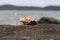 Sea shell on volcanic stone by the seaside. Relaxing sea view and seashell. White shell on black stone near sea