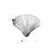 Sea shell with watercolour blots. Marine creature. Monochrome illustration isolated on white background.