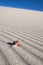 Sea Shell on wind blown sand lines