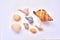 Sea shells from Algarve, Portugal