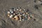 Sea shells arrangement over the greyish coarse sand of Florida coast