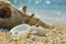 Sea shells on the background of a wooden snag, white stones, san