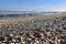 Sea shells on the beach by the Baltic Sea. Beautiful winter landscape