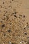 Sea shells on the beach in haikou, hainan, chinÐ°