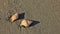 Sea shells at a beach in New Zealand