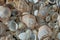 Sea shells on the beach. Summer background. Rapan shell. Beige light color. Aesthetic minimalism. Nature beauty.