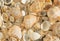 Sea shells on the beach. Summer background. Rapan shell. Beige light color. Aesthetic minimalism. Nature beauty.