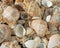 Sea shells on the beach. Summer background. Rapan shell. Beige light color. Aesthetic minimalism. Nature beauty.