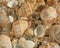 Sea shells on the beach. Summer background. Rapan shell. Beige light color. Aesthetic minimalism. Nature beauty.