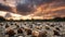 sea shells in beach at sunset